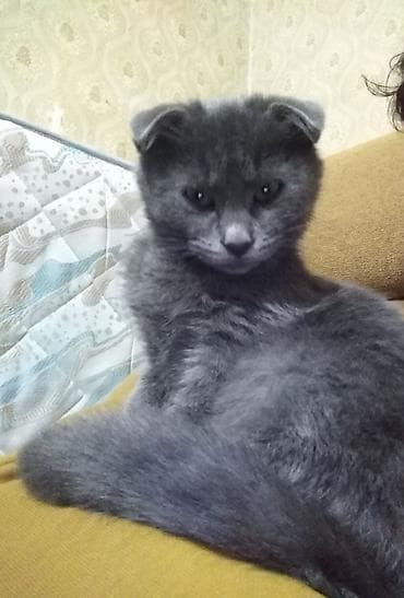 pişik cutleşdirme: Şotland, Dişi, Yaxşı əllərə, Ünvandan götürmə, Ödənişli çatdırılma — 3