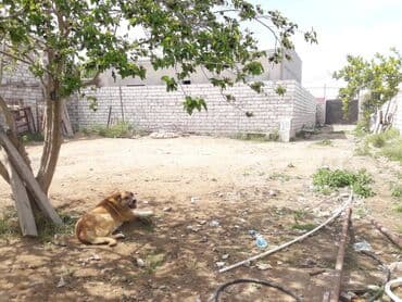 mərdəkanda torpaq: 9 sot, Tikinti, Mülkiyyətçi, Kupça (Çıxarış) — 5