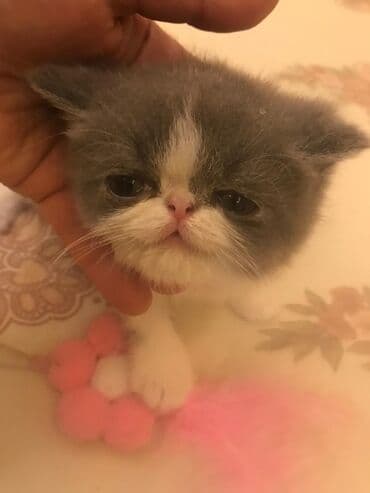 şotlan pişik: Şotland yastı qulaq, Erkək, Dişi, Yaxşı əllərə, Ünvandan götürmə, Pulsuz çatdırılma, Ödənişli çatdırılma — 102