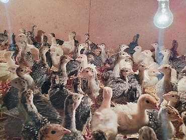 cucə yemi: 9 man -1 günluk,15 manata - 1 ayliq, 40man-3 ay yarim . Hinduskalar — 7