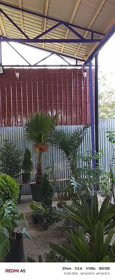 suni agac: Fikus elastika – qırmızı tumurcuqlu “Rubber Plant” - Növ: Ficus — 6