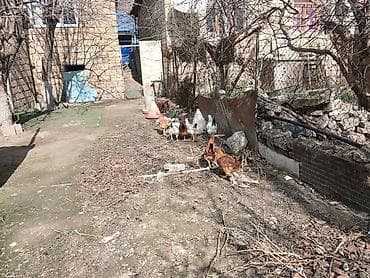 Pişiklər: Satılır: həyətyanı saxlanılan toyuqlar və quşçuluq avadanlığı — 4