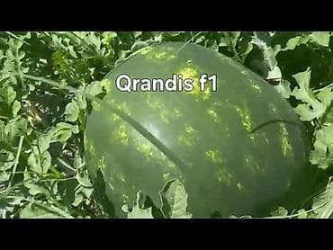Qarpiz toxumu alizef1
grandisf1
mirto
ən gozəl qarpiz toxumlari lalafo.az -da Qarpiz toxumu alizef1
grandisf1
mirto
ən gozəl qarpiz toxumlari