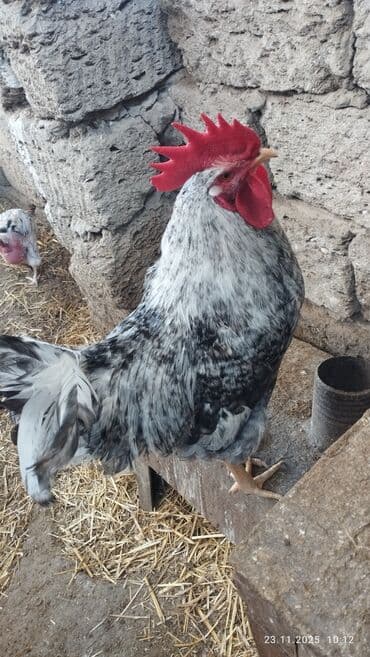 Salam Alekum. Temiz qan xarkovdu qiymet sondu catdirilma yoxdu