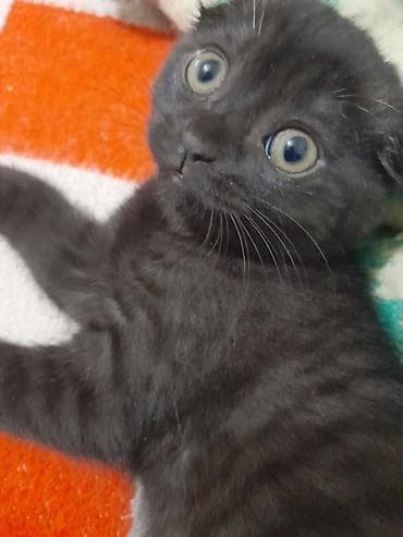 pişim: Britan — 5