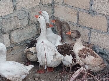 Xoruzlar: Qaz sürüsü – kənd təsərrüfatı üçün - Növ: ev qazı (ağ və boz rəngli — 4