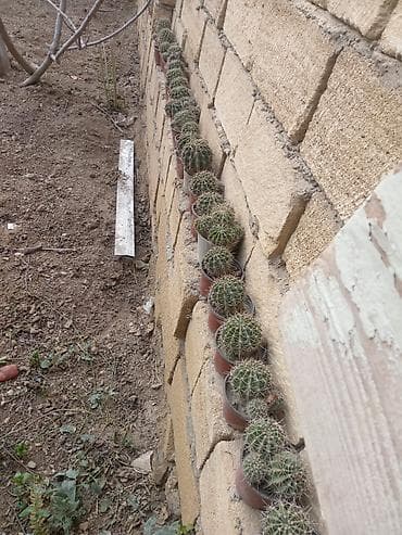 Mini kaktus kolleksiyası – kiçik saksılarda topvari, tikanlı kaktuslar