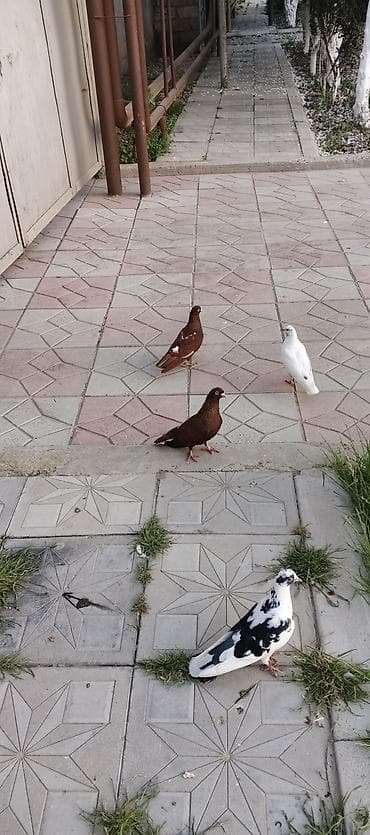 lalafo az heyvanlar: Salam qirmizilar satilir cutduler ikisi bir yerde 25 m — 1