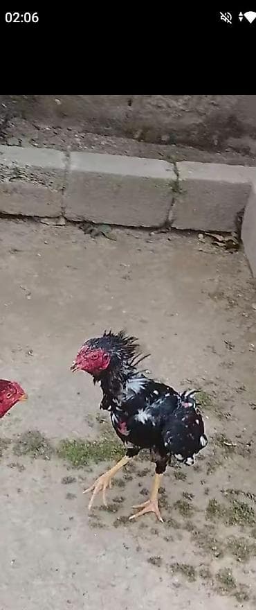 satdıq at: Məhsul: heyvan satılir Mərdəkanda pul lazımdı istəyən yazsin 11 — 2