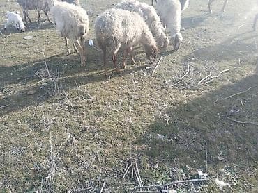 qiz dovsan adlari: Salam tam saglam bogaz ve balali heyvanlar satilir isdeyen elaqe — 2