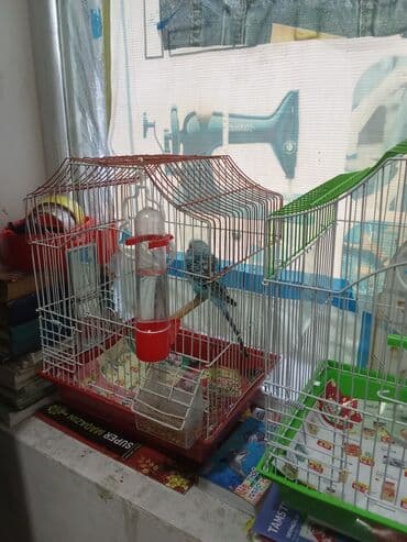 quş xana: Tutuquşu 1 ri qəfəsle 25 man . cütü qəfəs aksessuarlari ilə birlikdə — 2