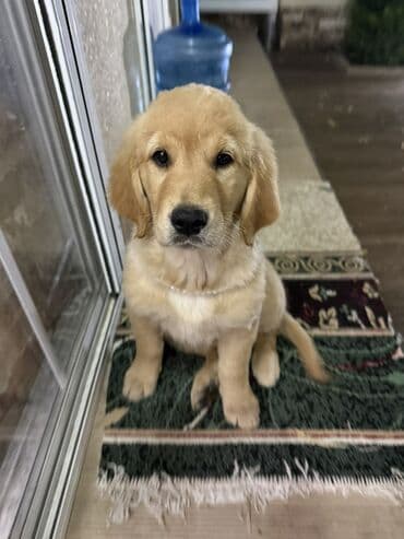 itlərin satışı: Retriever, 4 ay, Dişi, Peyvəndli — 3