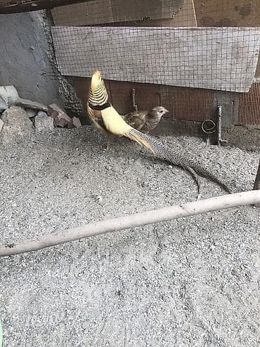 gurcu xengeli satisi: Limon qirqovul cüt — 2