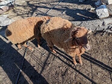 Кольца: Iki eded quzu texmini 14/15 kiloluq quzular. - Rəng: qırmızı-qonur — 4