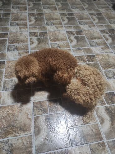 it şəkilləri: Pudel, Peyvəndli — 4