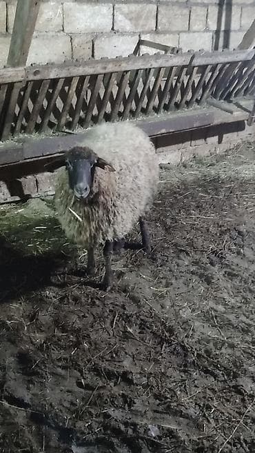 inek adlari azerbaycan: İki baş Şişek Satılır Heyvanlar tam sağlamdır heç bir problemi yoxdu — 5