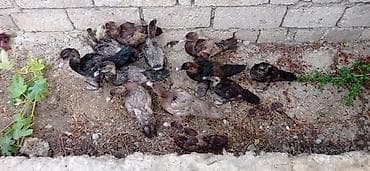 balaca quzu: Musk ördəyi balaları (indo ducklings) - Şəkillərdə müxtəlif rəng — 2