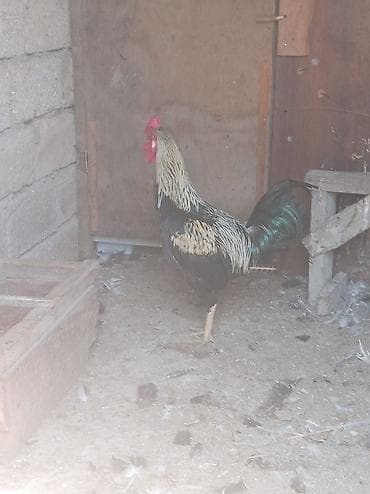 Təcili xoruz satılır 35 azn real alıcıya endirim olunacaq 🐓