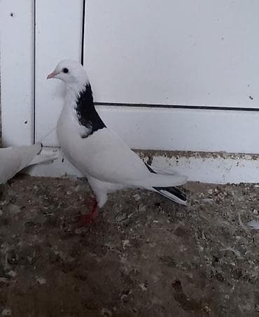 goyercin: 13 tuk erkeydi tutulma unvan suraxani — 3