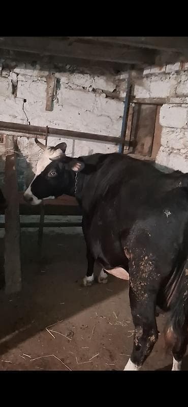 gence it bazari: Fevral ayinin 23 cu dogub balasin yoxdu sudu bu deqe iwimle elaqeder — 3