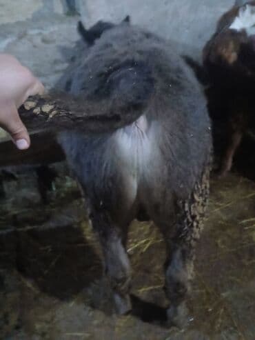 ERKEK ANQUS DANA HEYVAN GOZ QABAGINDADI TOXUMLUQ Erkey AnQUs Bos bos