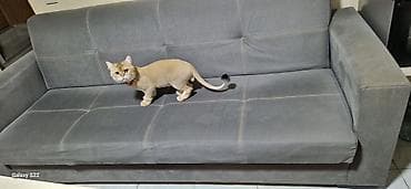 it balaları: Britan — 3