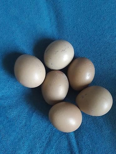 heyvanlar quşlar: Mayalı Qırqovul yumurtası. 2.50 azn — 3