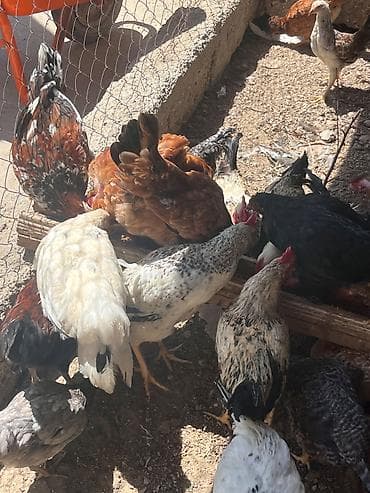Птицы: İlk günündən özüm böyütdüyüm heyvanlardi hər biri sağlamdir fərələr — 9