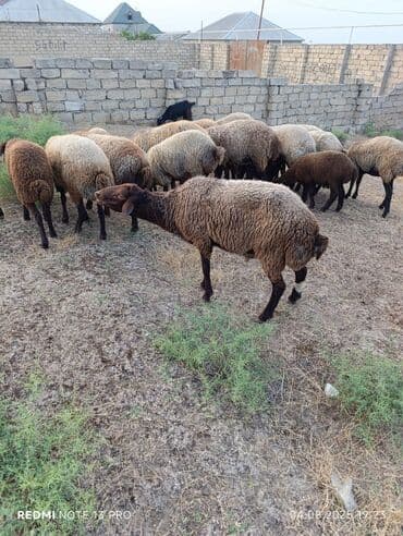 dovşan satılır: Erkək, Qala, il: 1, Damazlıq — 4