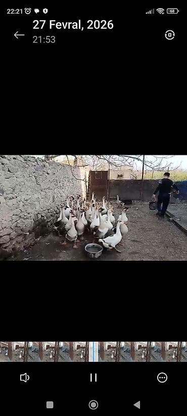 Gəmiricilər: Ağ qazlar və balaları - Cins: ağ ev qazı (narıncı dimdik və pəncələr) — 6