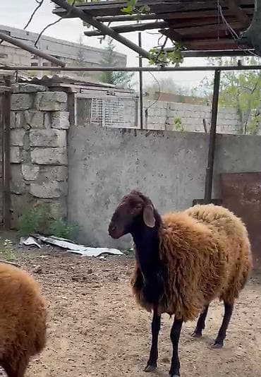 ari satilir: Qoç satılır — 1