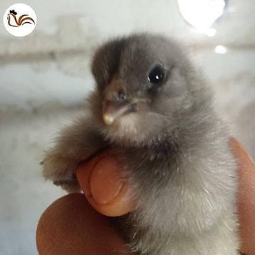 ov itlərinin satışı: Damazlıq, Ödənişli çatdırılma — 4