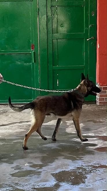 heyvan evi: Alman çoban iti, 7 ay, Erkek, Peyvəndli, Ünvandan götürmə, Ödənişli çatdırılma, Rayonlara çatdırılma — 2
