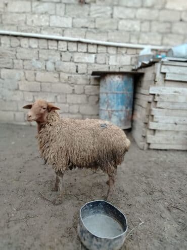 Inəklər, öküzlər: Quzular satilir — 1