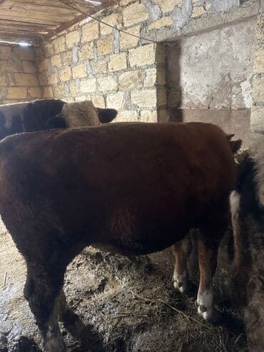 bala pişik adları: Inəklər öz qapimizin heyvnalradir saf qan simental balalari ilə — 6