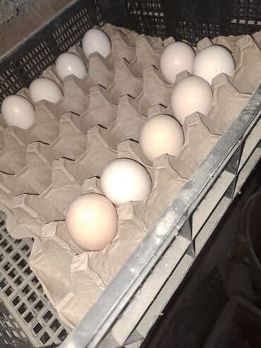 kent toyuq: Toyuq, Damazlıq, Ünvandan götürmə — 4