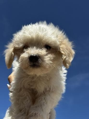 pudel it cinsi: Pudel, Peyvəndli — 4