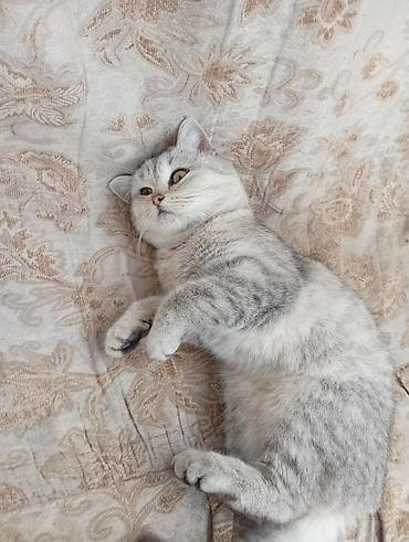 dişi quzu: Şinşilla, Dişi — 5