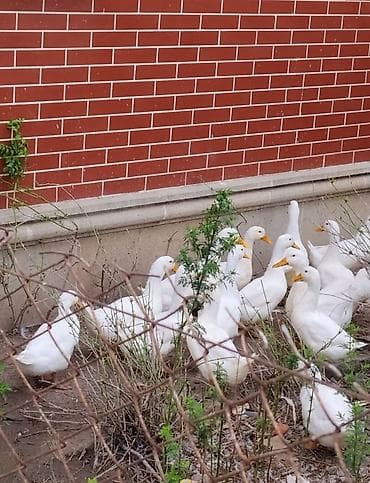 Salam aleykum. Pekin ördəyi satılır 3 ayı tamamdı 12 manata.damazlig lalafo.az -da Salam aleykum. Pekin ördəyi satılır 3 ayı tamamdı 12 manata.damazlig