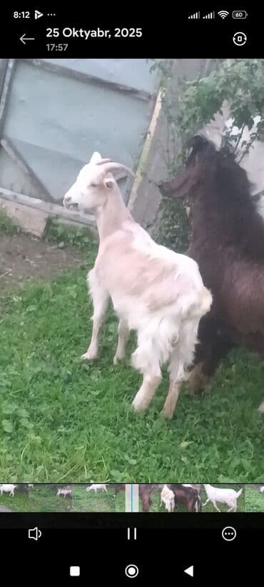 sort keciler: Məhsul: Qoyun-keçi təsərrüfatı üçün keçilər Təsvir: - Şəkillərdə 3 — 7