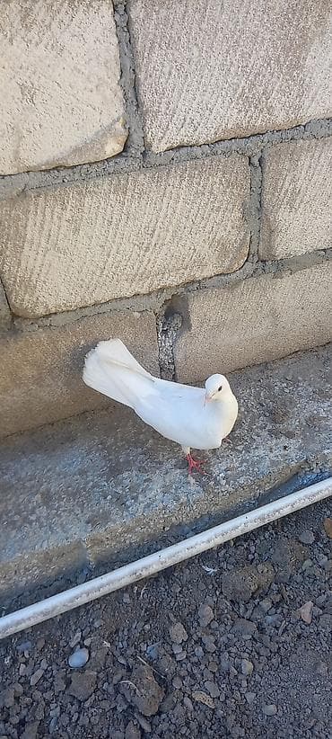 Oxu sonra elaqe saxla. dizden cilpax dum ag mayadi. tam saglam yaxsi