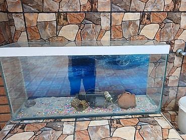 Akvaryum dəsti - Şüşə akvaryum – ön, arxa və yanları şəffaf şüşə. Üst