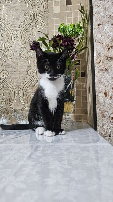 Digər heyvanlar: Şotland, Erkək, Dişi, Yaxşı əllərə, Ünvandan götürmə — 4