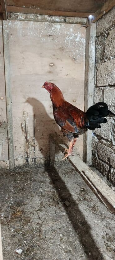 Akvariumlar: Məhsul: salam öz böyütdüyüm beçelerdi təzə ayıliblar 7ayliqdi 3 xoruz — 1