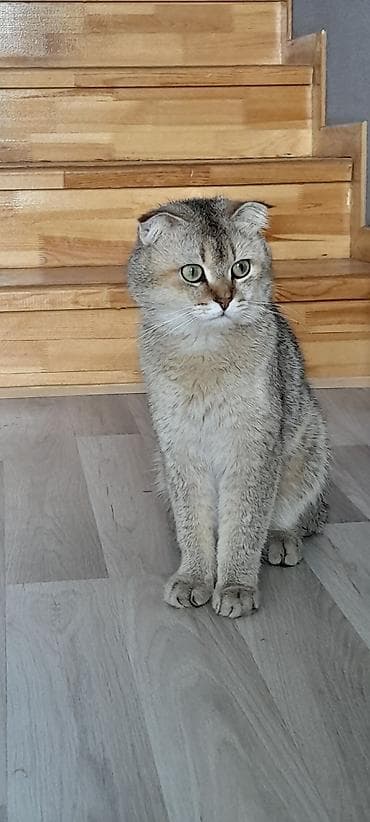 şotlandiya pişiyi: Şinşilla, Erkək — 2