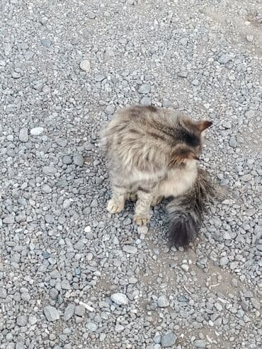 Şinşilla, Dişi, Yaxşı əllərə, Ödənişli çatdırılma, Ünvandan götürmə