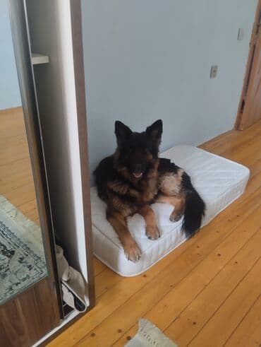 Iran Khodro: Немецкая овчарка, 11 месяцев, Самка — 4