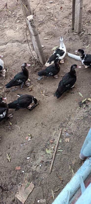 Digər heyvanlar: Lal Ordek kisi Erkek 17 Azn Tecili satilir Cox oldugu ucun satilir — 1