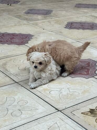 щенята в добрые руки: 2 месяца, С прививками — 15