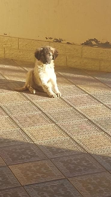 Bıçaqlar: Cinsi caban kavkaz isdeyen bu nomreynen elaqa saxlasin 099 953 20 20 — 2